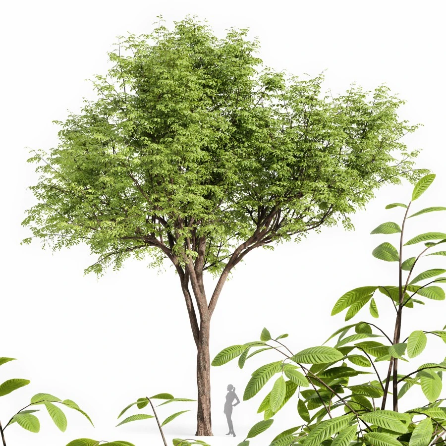 Real Tree Quercus Serrata