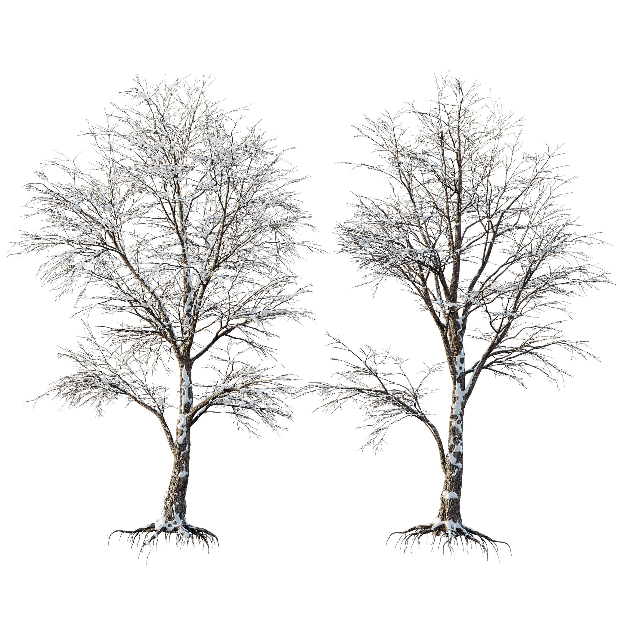 Av Plants Angel Oak Live Tree Spanish Moss Winter