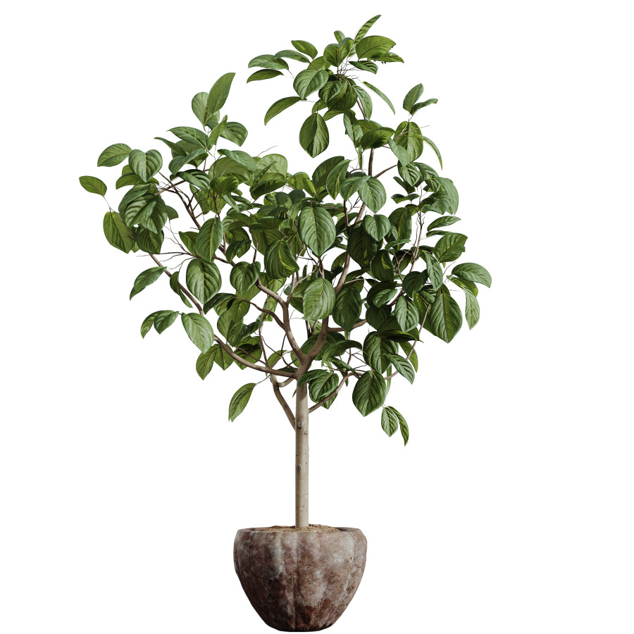 Av Houseplants Japandi Ficus Dracaena Marginata07