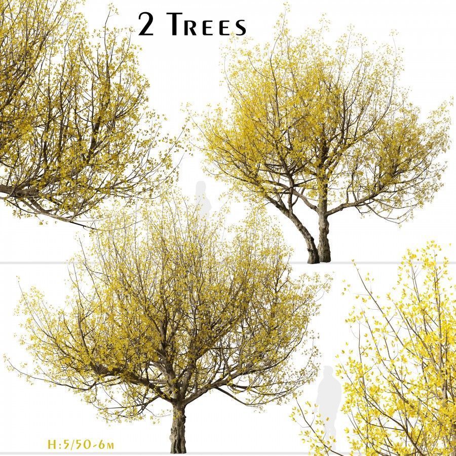 Set Of Cornus Mas Trees