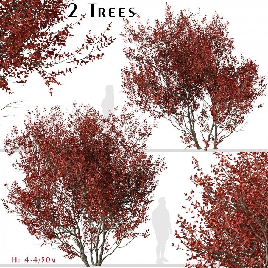 Set of Cotinus Grace or Smoke Tree - 2