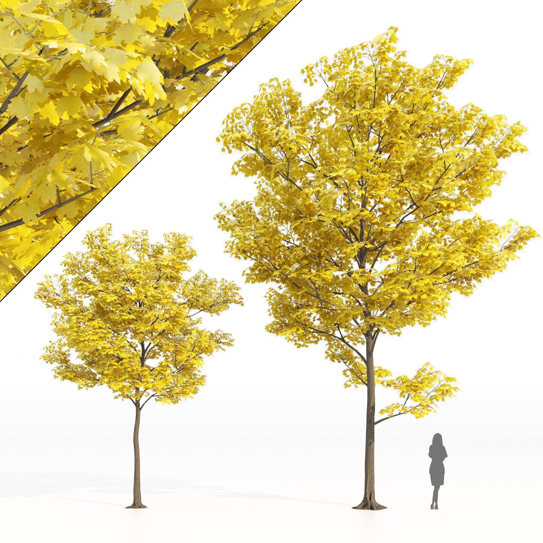 Yellow leaf autumn tree.