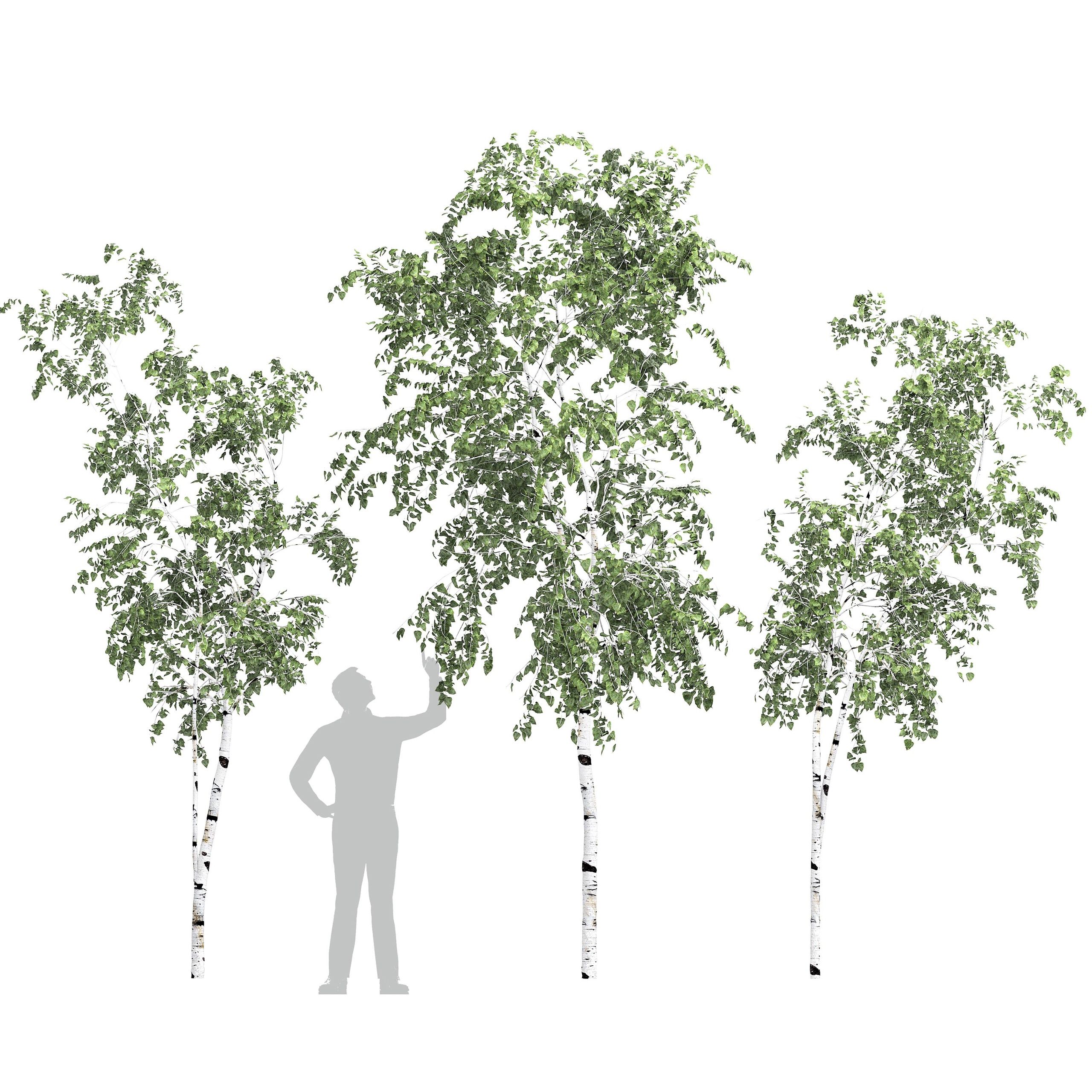 Birch 9
