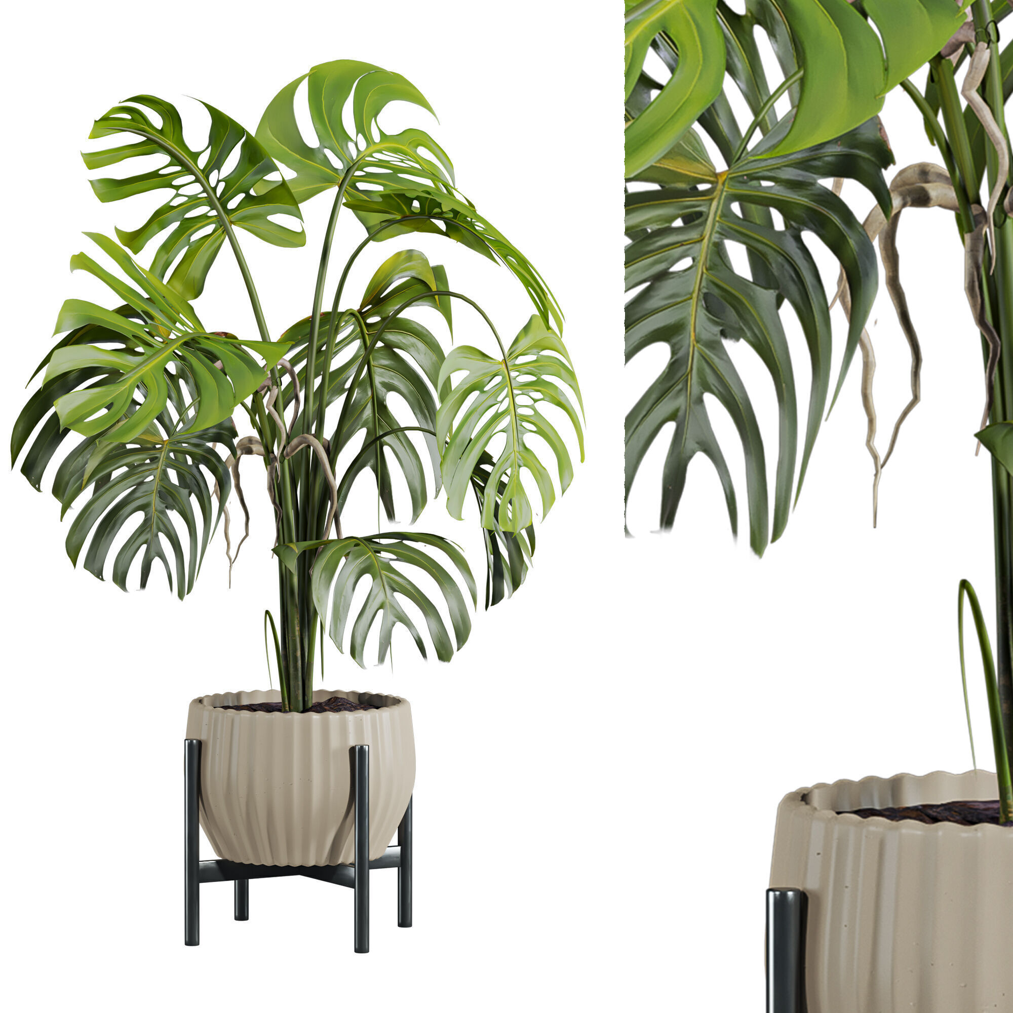 Monstera plant