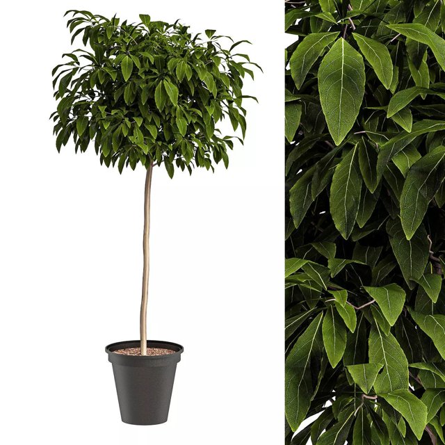 3D модель Bushes for interior для категории Растения / Комнатные растения - превью