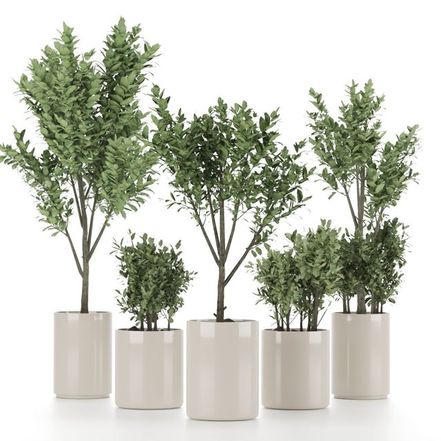 Plant-Set-003 olive tree in vase