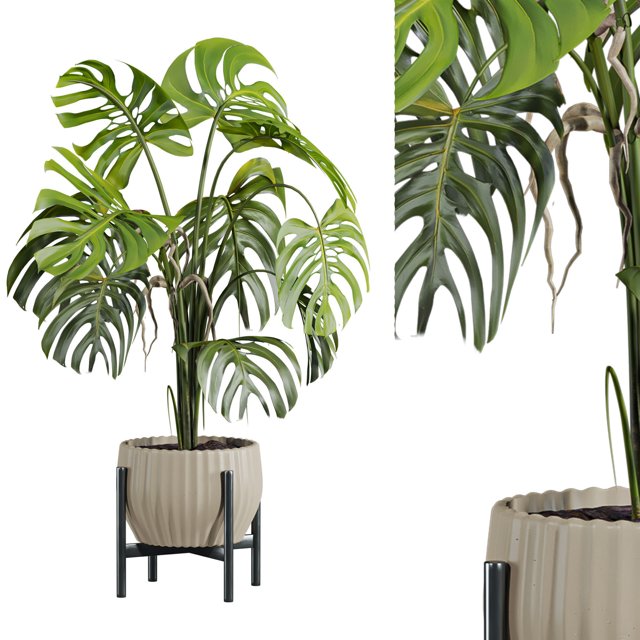 Monstera plant