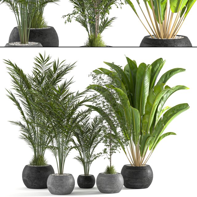 Collaction Indoor plant vol 53